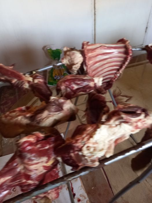 Қойдың еті сатылады