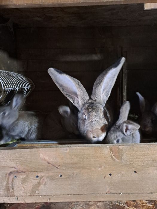 Femele urias german de 1 an cu pui de 1 luna