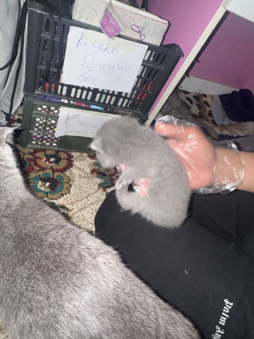Scotic fold jinsi erkak ayol soglom tugilganiga 1 oy boldi