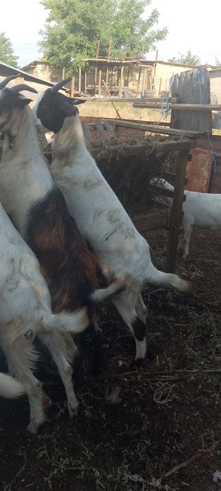 Vând capre cu iezi, preț negociabil