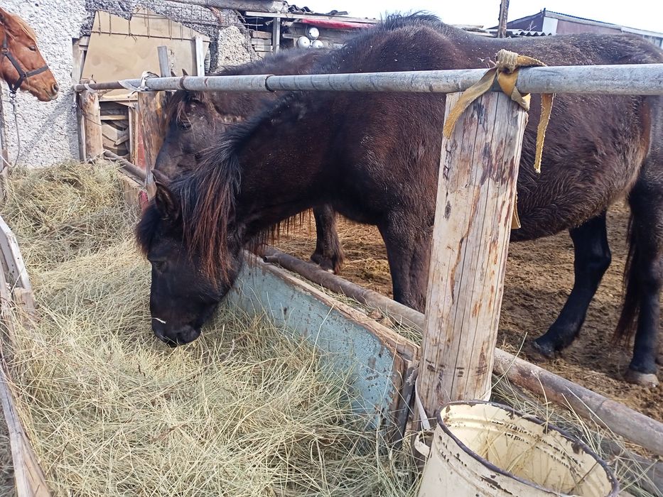 Продам жерёбая кабылка