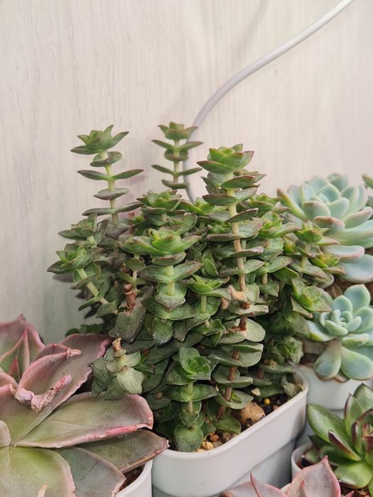 Крассулы,домашние цветы