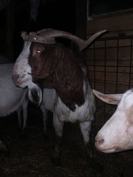 Vand 2 tapi frumosi si buni