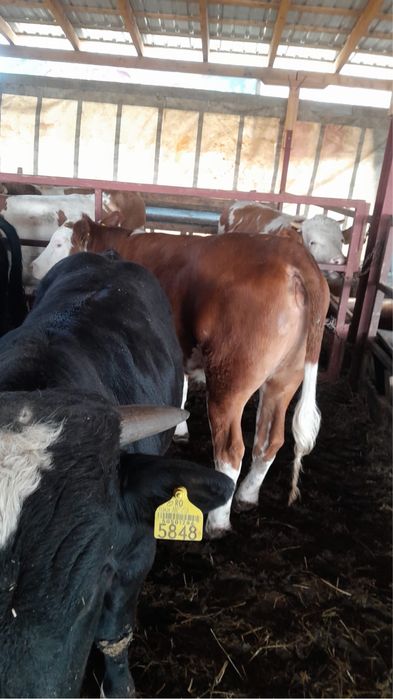 Vitei belgieni si angus