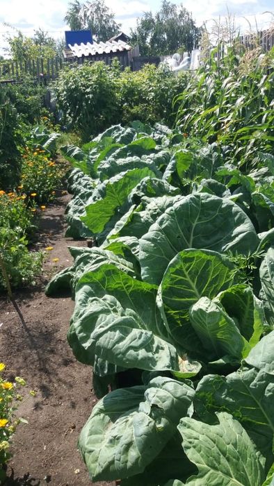 Продам дачу в с/о Борки