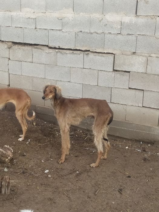 Продам тазы топ .