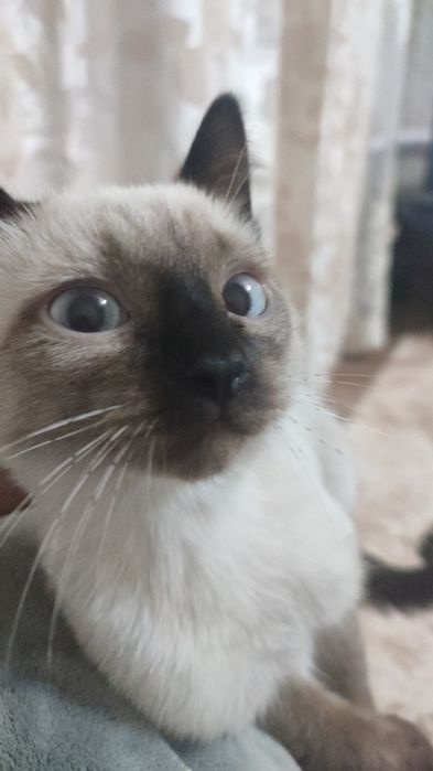 Отдам котят, бесплатно