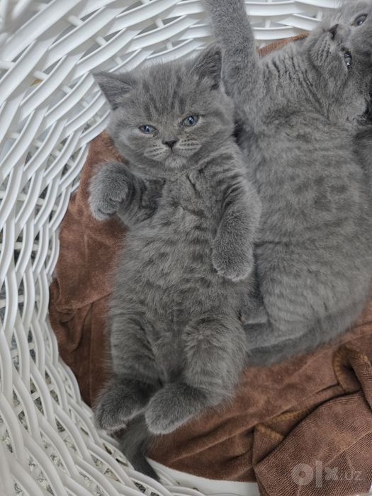 Продаются котята кушают,туалет ходять.Мишки ждут своих хозяевов