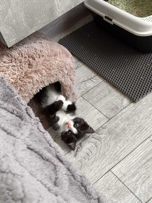 Котенку нужен дом!