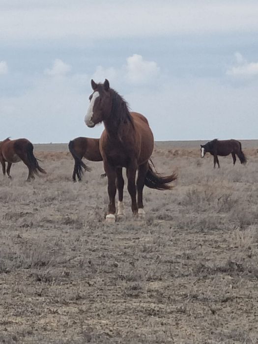 Айғыр сатылады. Кушум