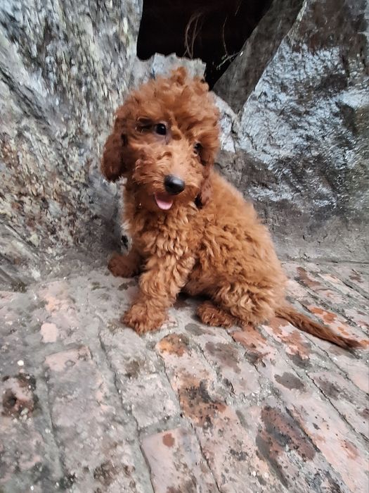 Pudel/Caniche mascul