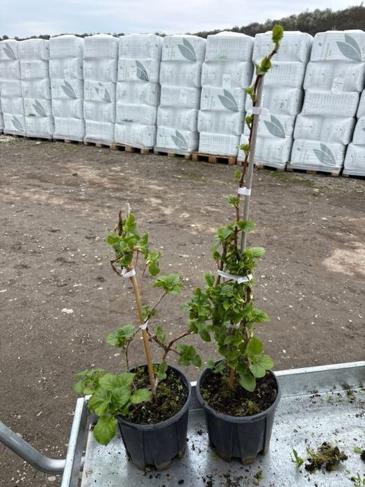 Катерлива Хортензия