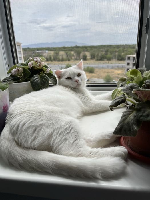 Отдам кошку в добрые руки