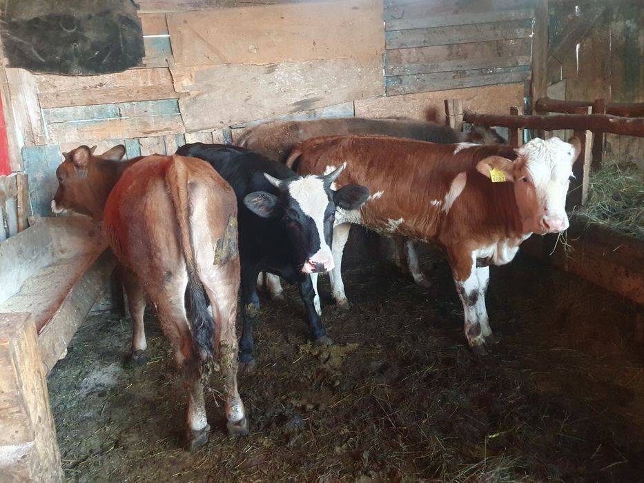 Vand 14 vitele întarcate