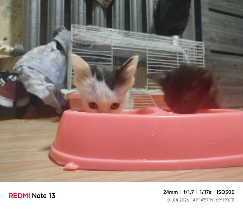 Котята в хорошие руки