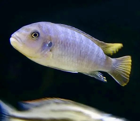 Продам двух псевдотрофеусов