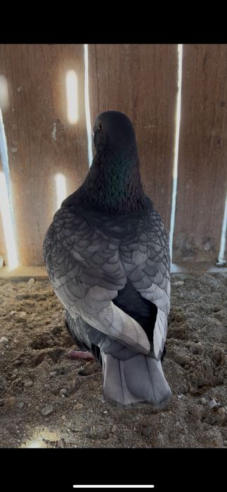 Porumbei american giant homer andaluz