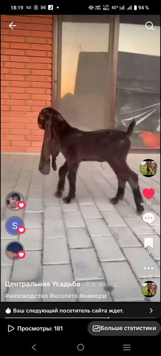 Козы Камори ЧП  козлик