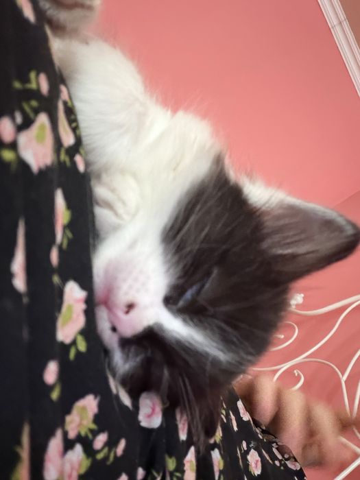 Отдам котенка