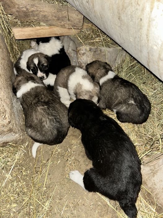 Алабай күшіктер