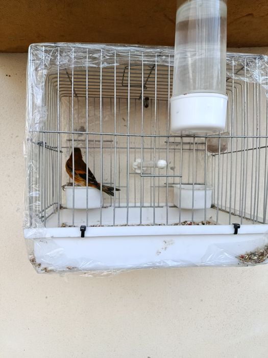 Гибрид Кокил Канарейка