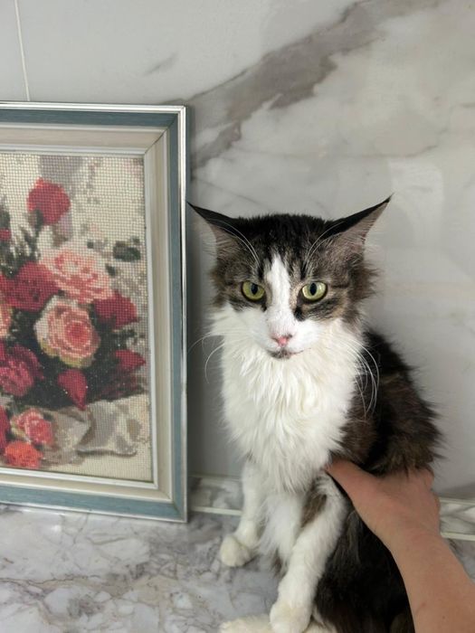 Кошечки в добрые руки!