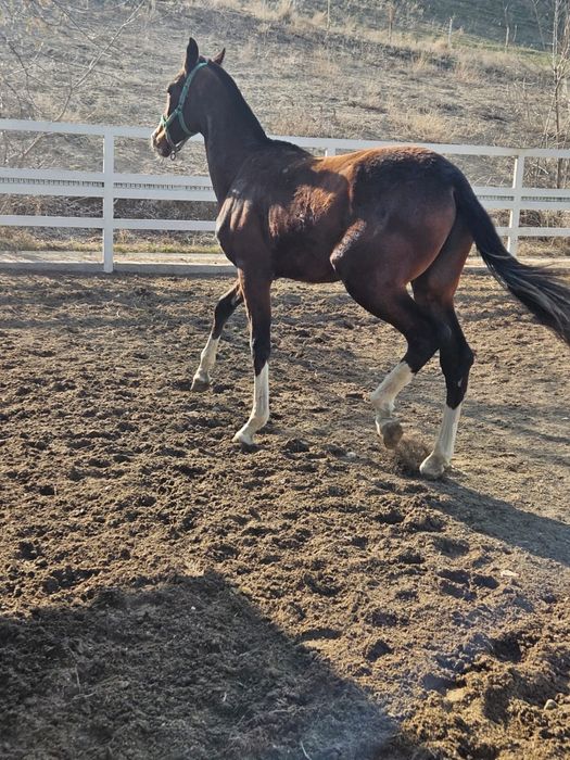 Продаются годовалые жеребцы