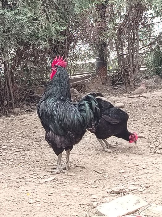 Qora shahzoda tuhumlari sotiladi