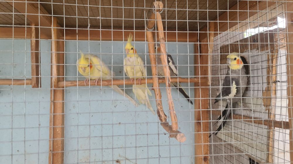 Karella papugayi sotiladi 6ta