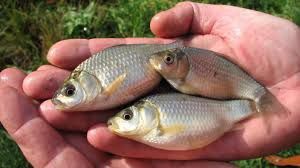 Живец малёк плотва ,карась . Майкудук