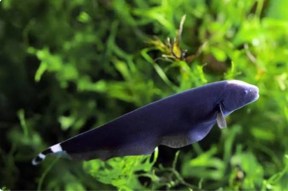 Продам рыбка нож