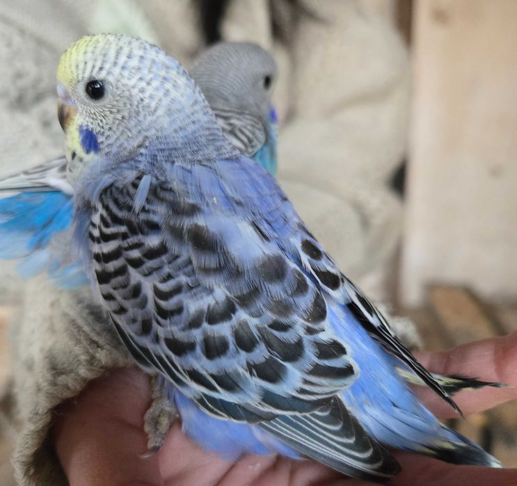 Волнистый попугайчик волнистый попугай