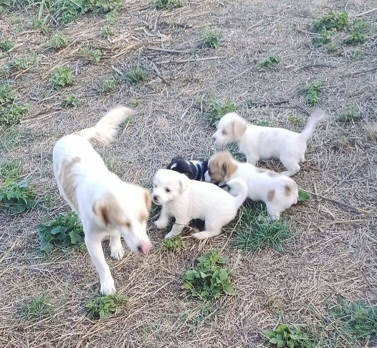 Donez cățeluși talie mica
