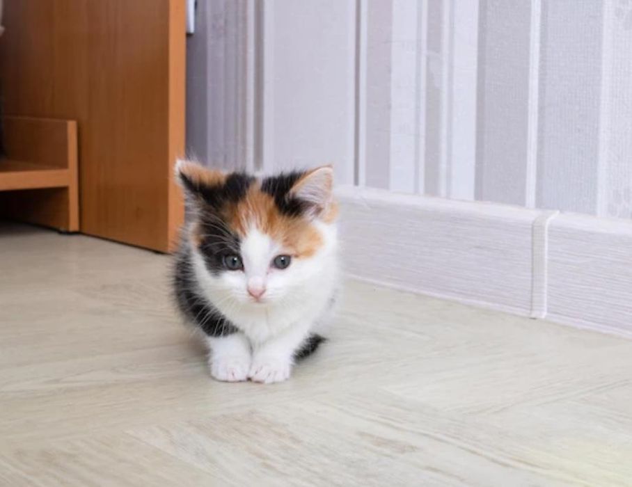 Трехцветные котята