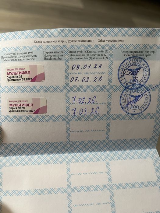 Отдам кошку 7 месяцев