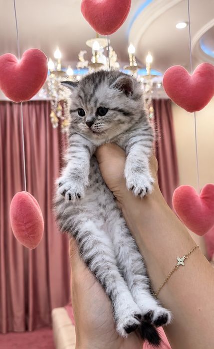 Mushuk scottish fold