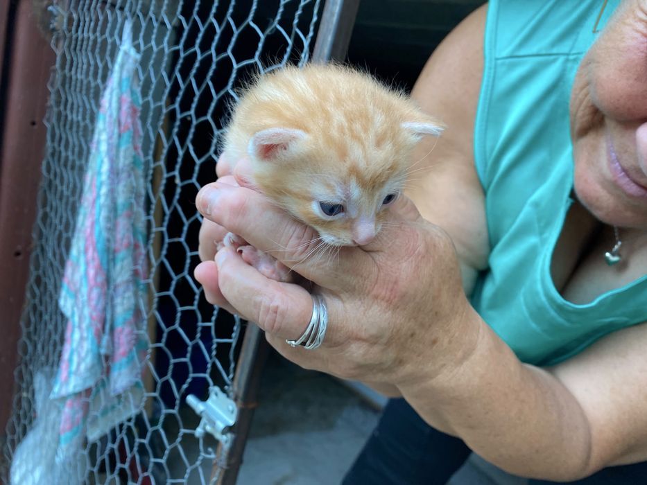 Adoptie urgenta pui pisica Cluj