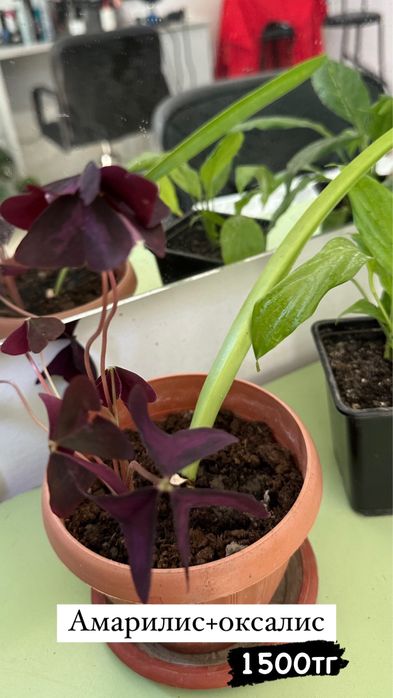 Комнатные цветы