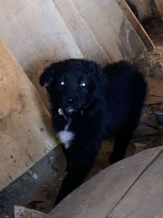 Cateluse  pentru adoptie