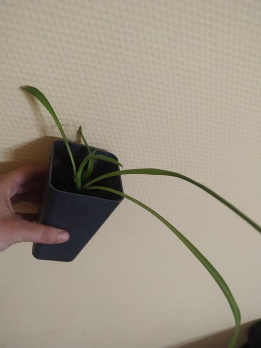 Цветы домашние с отличной корневой.