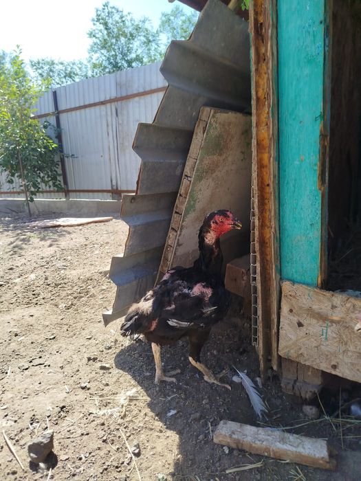 Продам бойцовую породу дакан