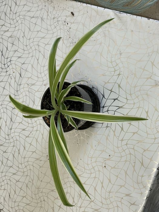 Продам комнатные цветы