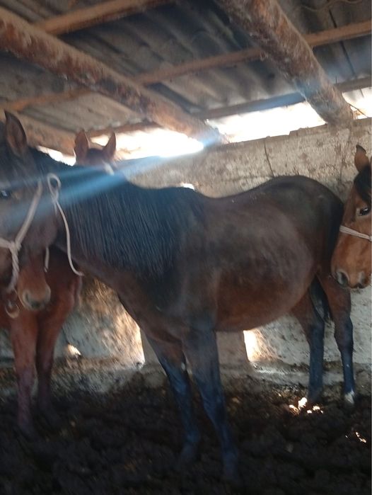 Биелер сатыладыы