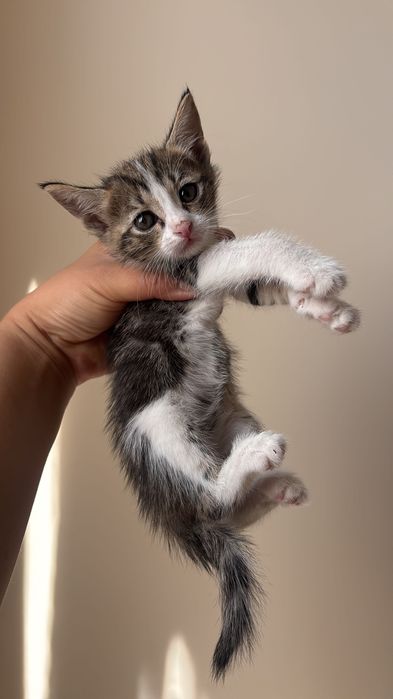 Котята в добрые руки!