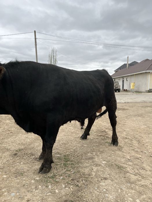 Бұқа сатам семіз