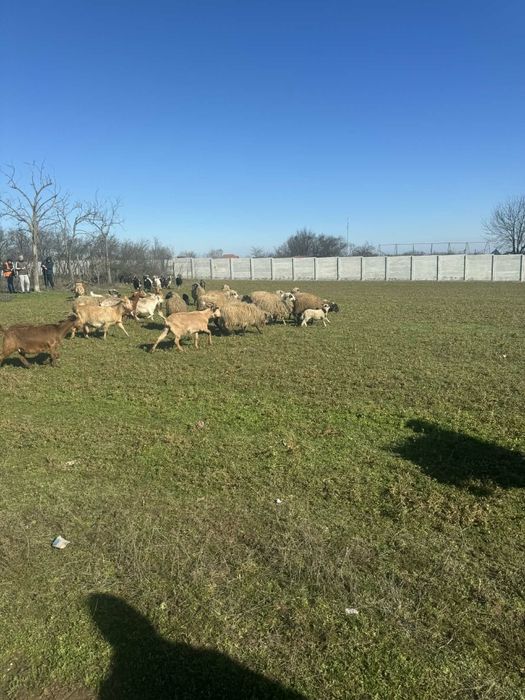 De vânzare oi fatate cu miei lângă ele