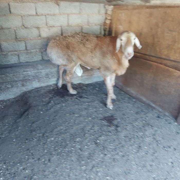 zotor qochqor sotlad