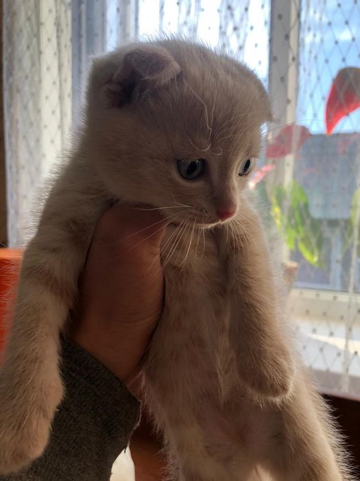 Отдам в хорошие руки котят 1 месяц