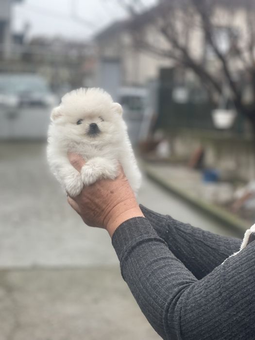 Померан минк