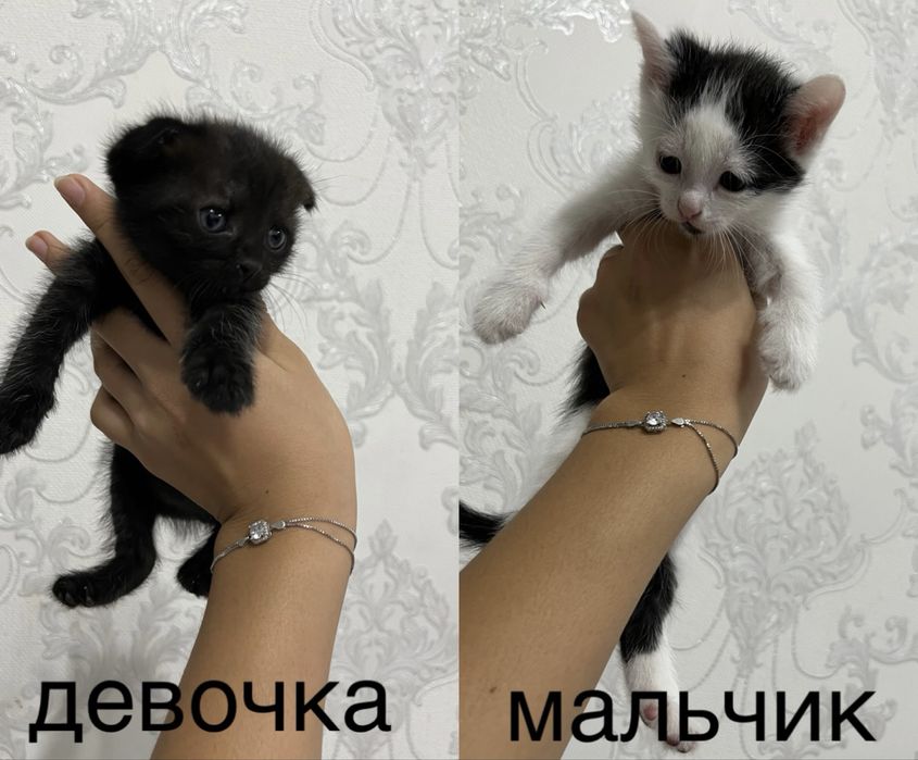 Отдам котят в добрые руки